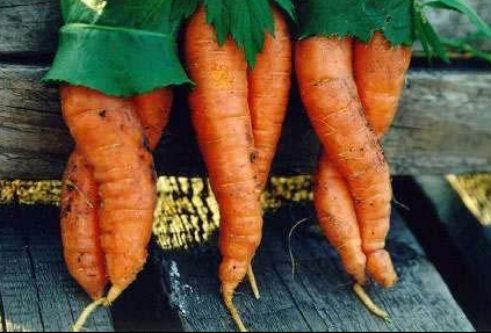 sexy-carrots.jpg